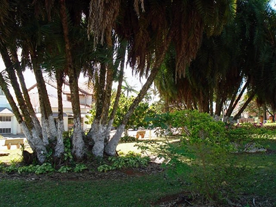 Muitas árvores na praça Pedro de Alcântara Magalhães