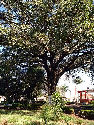 Mais uma imagem da bem cuidada praça de Muzambinho