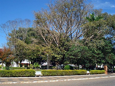 A belíssima praça Pedro de Alcântara Magalhães com suas enormes árvores