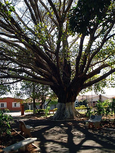 Sempre tem uma sombra gostosa na bela praça de Muzambinho